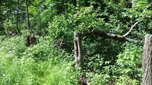 Notice how this hinged maple is sprouting from the high stump, out of reach of deer 
