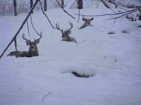 Deer in Winter Beds