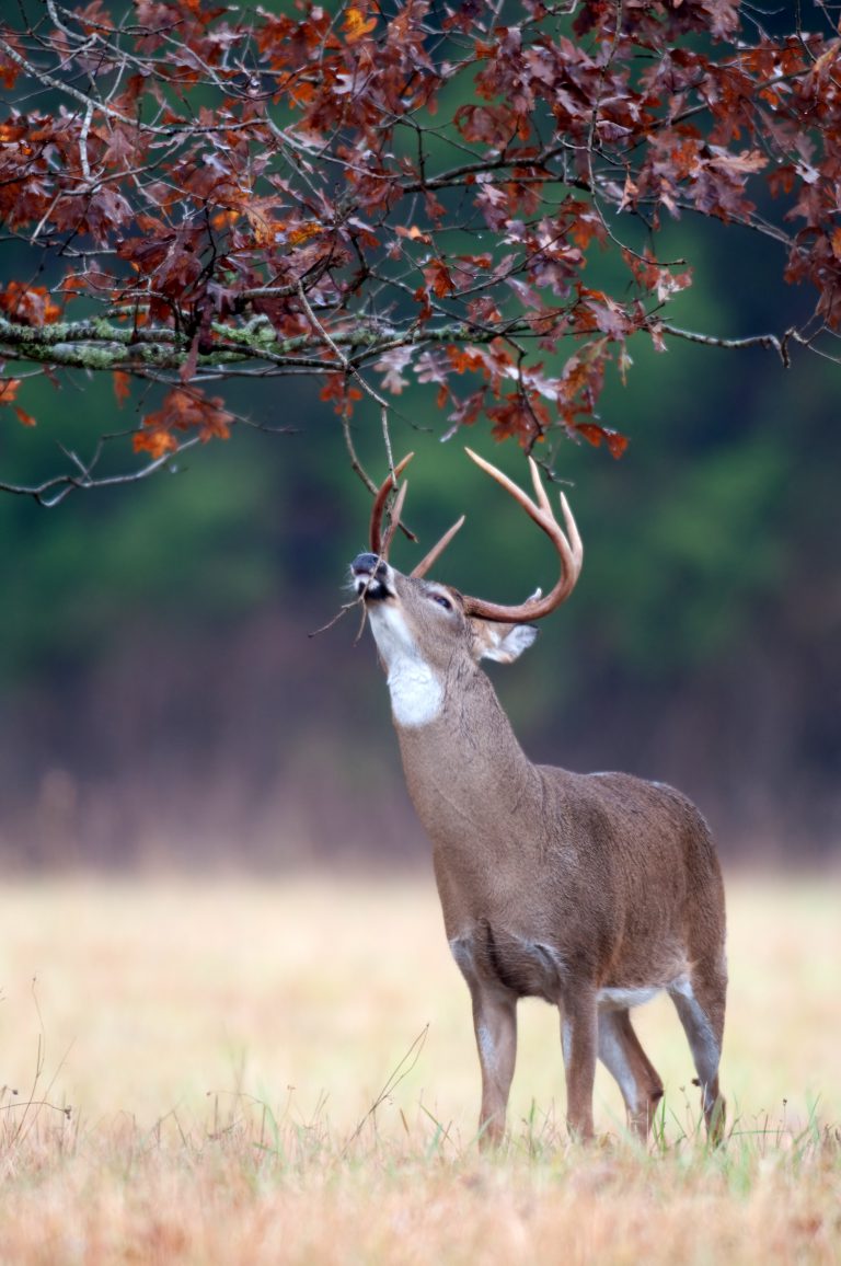 Buck Using Licking Branch