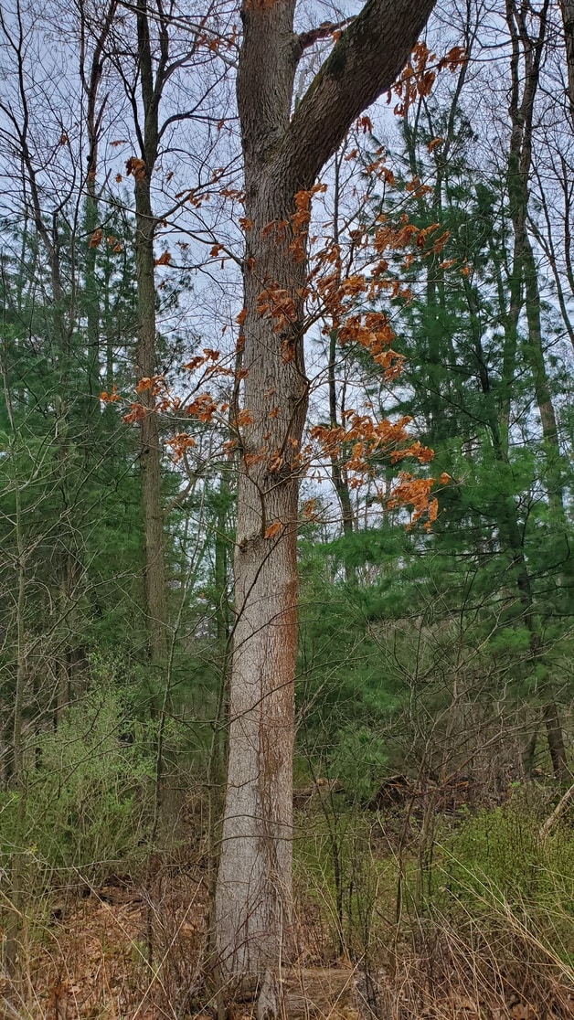 low quality oak tree